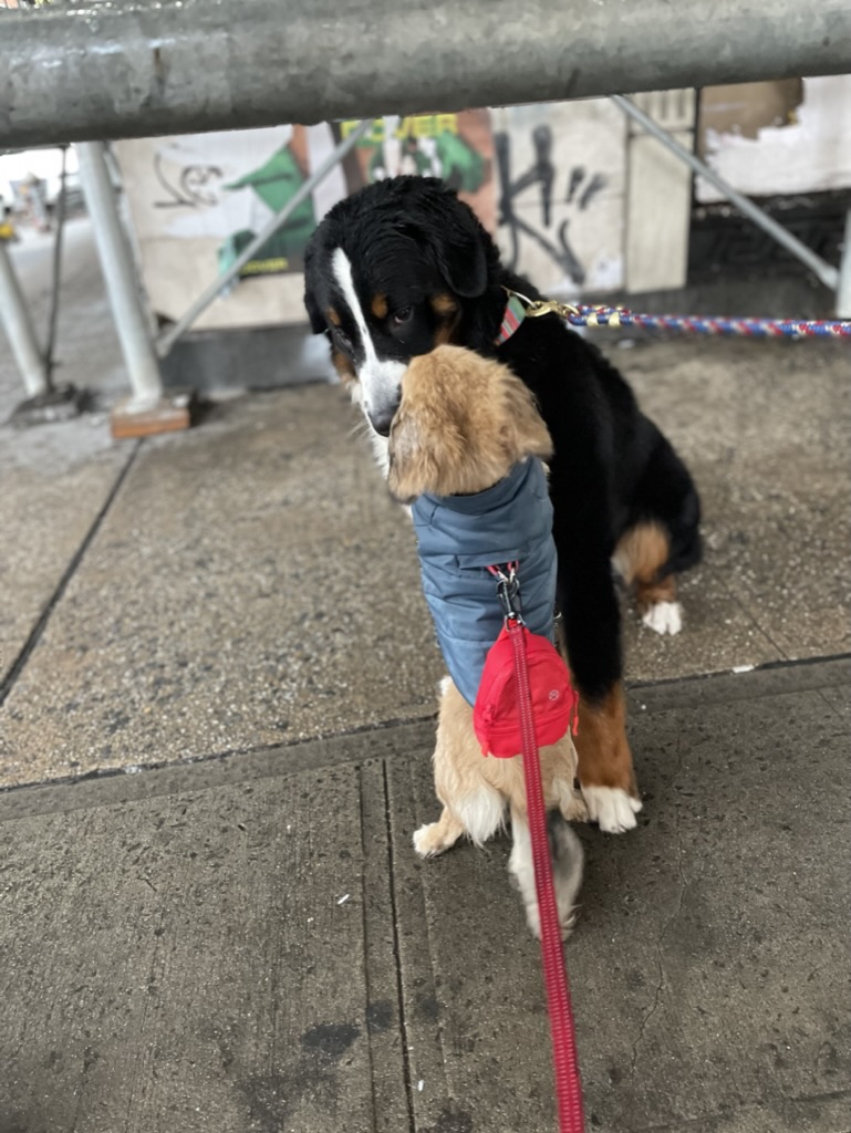 Brego in a blue puffer jacket with a tiny red backpack greeting a much larger Bernese Mountain Dog