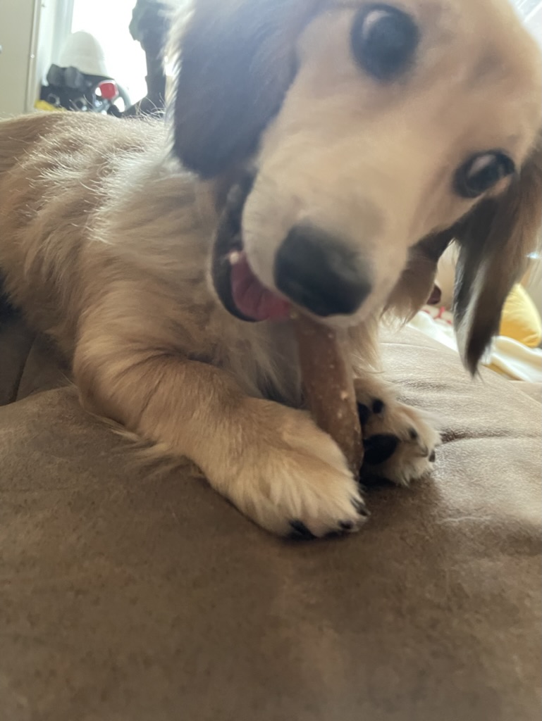 Puppy Brego chewing a bully stick, both paws wrapped around it, looking directly at the camera