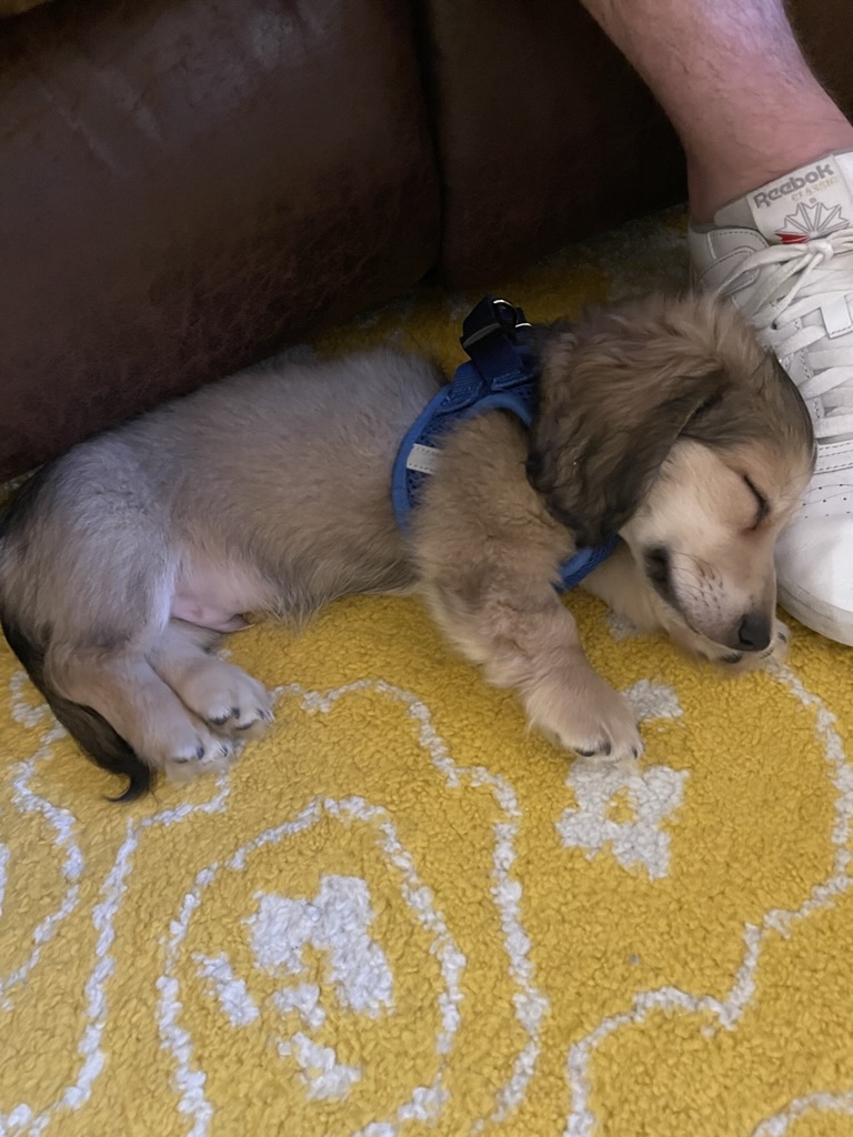 Puppy Brego in a blue harness asleep on a yellow rug, head resting against a white sneaker