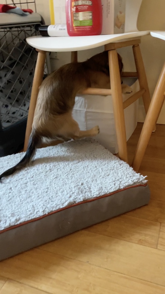 Brego’s rear half sticking out from under a white stool as he investigates something, tail out